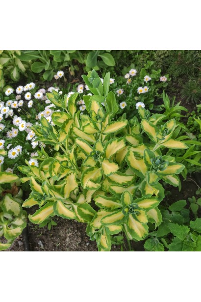 Sedum Elsie’s Gold - сукулент з чудовим жовтим кольором для декоративних садів